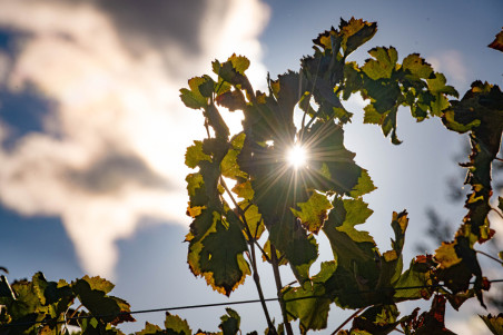 Hotel LC: Escapada La Mancha y sus viñedos